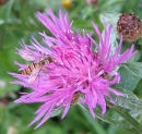 flower  : nom scientifique : Centaurea jacea L. , Centaurea , Asteraceae 