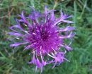 flower : nom scientifique : Centaurea scabiosa L. , Centaurea , Asteraceae