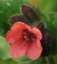 flower  : nom scientifique : Pulmonaria L. , Boraginaceae 