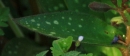 leaf  : nom scientifique : Pulmonaria L. , Boraginaceae 