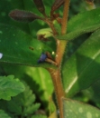 stemleaf  : nom scientifique : Pulmonaria L. , Boraginaceae 