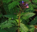 whole  : nom scientifique : Pulmonaria L. , Boraginaceae 