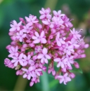 flower  : nom scientifique : Centranthus ruber (L.) DC. , Centranthus , Caprifoliaceae 