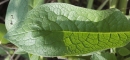 leaf  : nom scientifique : Symphytum officinale L. , Symphytum , Boraginaceae 