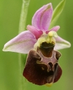 flower  : nom scientifique : Ophrys fuciflora Moench , Ophrys , Orchidaceae 