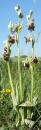 whole  : nom scientifique : Ophrys fuciflora Moench , Ophrys , Orchidaceae 