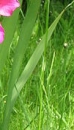 leaf  : nom scientifique : Gladiolus communis L. , Gladiolus , Iridaceae 