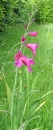 whole  : nom scientifique : Gladiolus communis L. , Gladiolus , Iridaceae 