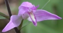 flower  : nom scientifique : Cephalanthera rubra (L.) Rich. , Cephalanthera , Orchidaceae 