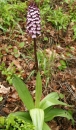 whole  : nom scientifique : Orchis purpurea Huds. , Orchis , Orchidaceae 