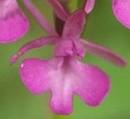 flower  : nom scientifique : Anacamptis pyramidalis Rich. , Anacamptis , Orchidaceae 