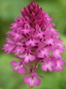 flower  : nom scientifique : Anacamptis pyramidalis Rich. , Anacamptis , Orchidaceae 