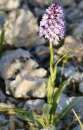 whole  : nom scientifique : Anacamptis pyramidalis Rich. , Anacamptis , Orchidaceae 