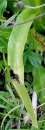 leaf  : nom scientifique : Gymnadenia conopsea (L.) R. Br. , Gymnadenia , Orchidaceae 