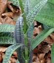 stemleaf  : nom scientifique : Dactylorhiza maculata (L.) SoÃ³ , Dactylorhiza , Orchidaceae 