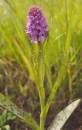 whole  : nom scientifique : Dactylorhiza maculata (L.) SoÃ³ , Dactylorhiza , Orchidaceae 