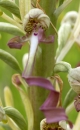 flower  : nom scientifique : Himantoglossum hircinum (L.) Spreng. , Himantoglossum , Orchidaceae 