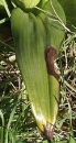 leaf  : nom scientifique : Himantoglossum hircinum (L.) Spreng. , Himantoglossum , Orchidaceae 