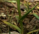 stemleaf  : nom scientifique : Serapias lingua L. , Serapias , Orchidaceae 