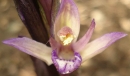 flower  : nom scientifique : Limodorum abortivum (L.) Sw. , Limodorum , Orchidaceae 