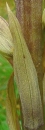 leaf  : nom scientifique : Limodorum abortivum (L.) Sw. , Limodorum , Orchidaceae 