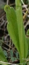 leaf  : nom scientifique : Orchis simia Vill. , Orchis , Orchidaceae 