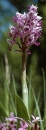 whole  : nom scientifique : Orchis simia Vill. , Orchis , Orchidaceae 