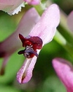 flower  : nom scientifique : Fumaria officinalis L. , Fumaria , Papaveraceae 