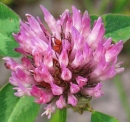 flower  : nom scientifique : Trifolium pratense L. , Trifolium , Fabaceae 