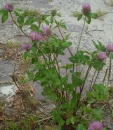 whole  : nom scientifique : Trifolium pratense L. , Trifolium , Fabaceae 