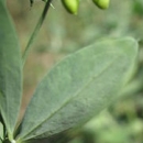 leaf  : nom scientifique : Lathyrus tuberosus L. , Lathyrus , Fabaceae 