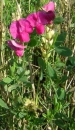 whole  : nom scientifique : Lathyrus tuberosus L. , Lathyrus , Fabaceae 