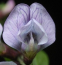 flower  : nom scientifique : Vicia sepium L. , Vicia , Fabaceae 