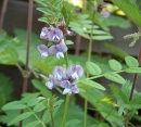 whole  : nom scientifique : Vicia sepium L. , Vicia , Fabaceae 