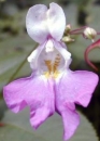 flower  : nom scientifique : Impatiens balfourii Hook. f. , Impatiens , Balsaminaceae 