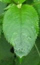 leaf  : nom scientifique : Impatiens balfourii Hook. f. , Impatiens , Balsaminaceae 