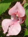 flower  : nom scientifique : Impatiens glandulifera Royle , Impatiens , Balsaminaceae 