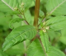 stemleaf  : nom scientifique : Impatiens glandulifera Royle , Impatiens , Balsaminaceae 