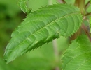 leaf  : nom scientifique : Impatiens glandulifera Royle , Impatiens , Balsaminaceae 