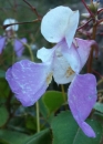 flower : nom scientifique : Impatiens glandulifera Royle , Impatiens , Balsaminaceae