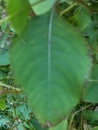 leaf : nom scientifique : Impatiens glandulifera Royle , Impatiens , Balsaminaceae