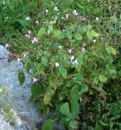 whole : nom scientifique : Impatiens glandulifera Royle , Impatiens , Balsaminaceae