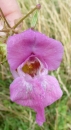 flower  : nom scientifique : Impatiens glandulifera Royle , Impatiens , Balsaminaceae 