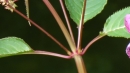 stemleaf  : nom scientifique : Impatiens glandulifera Royle , Impatiens , Balsaminaceae 