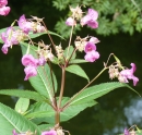 whole  : nom scientifique : Impatiens glandulifera Royle , Impatiens , Balsaminaceae 