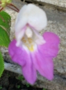 flower : nom scientifique : Impatiens balfourii Hook. f. , Impatiens , Balsaminaceae