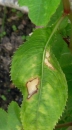 leaf : nom scientifique : Impatiens balfourii Hook. f. , Impatiens , Balsaminaceae