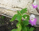 whole : nom scientifique : Impatiens balfourii Hook. f. , Impatiens , Balsaminaceae