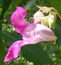 flower  : nom scientifique : Impatiens glandulifera Royle , Impatiens , Balsaminaceae 