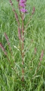 whole  : nom scientifique : Lythrum salicaria L. , Lythrum , Lythraceae 